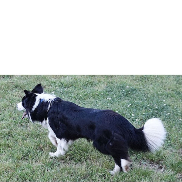 Jasmine photo 6