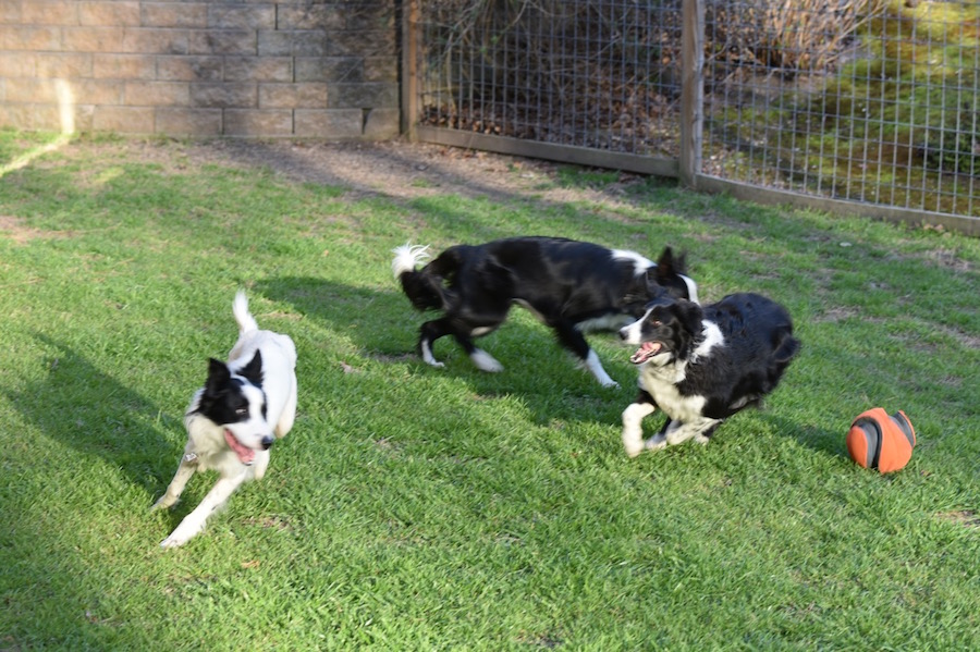 Harper, Kip and Maggie with orange ball
