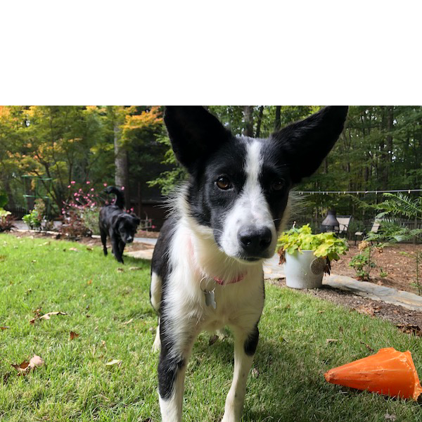 Kira photo 7
