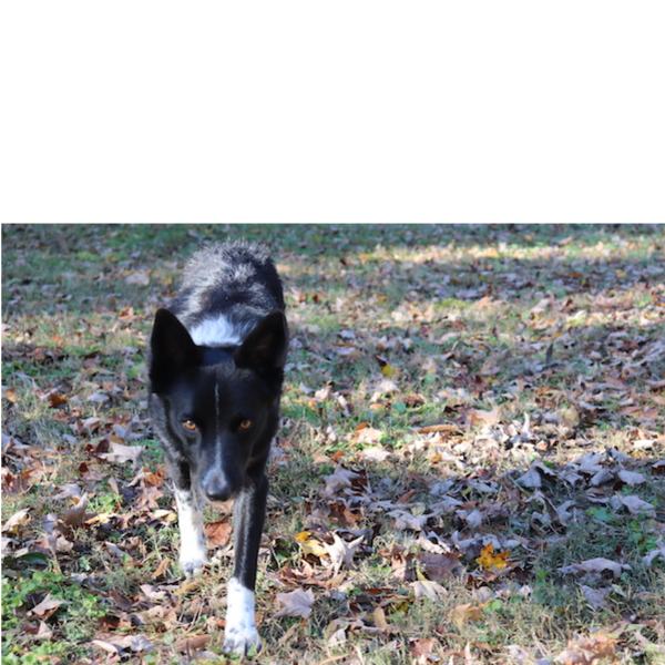 Kitsu photo 4