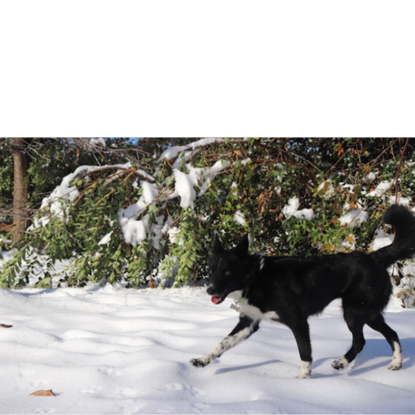 Kitsu photo 7