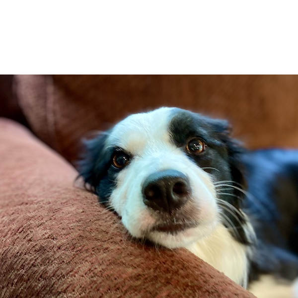 Maisie photo 3