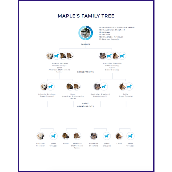 Maple Wisdom Panel Family Tree