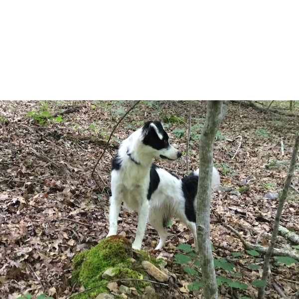 Maple photo 3