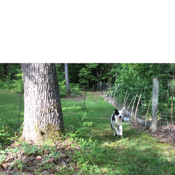 Maple photo 5