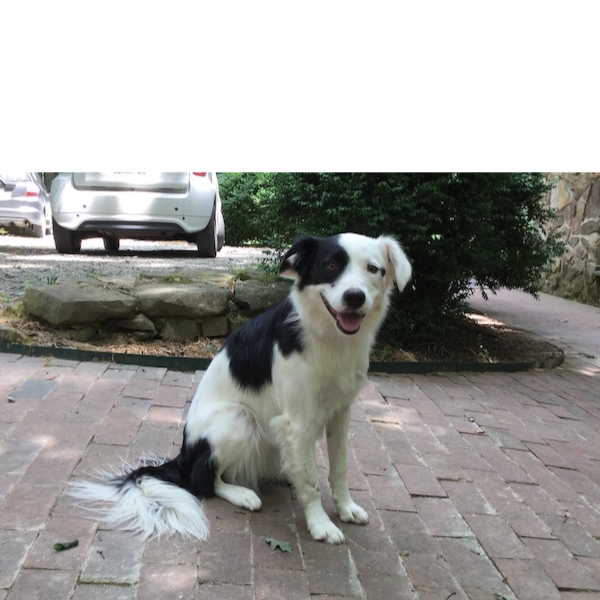 Maple photo 6