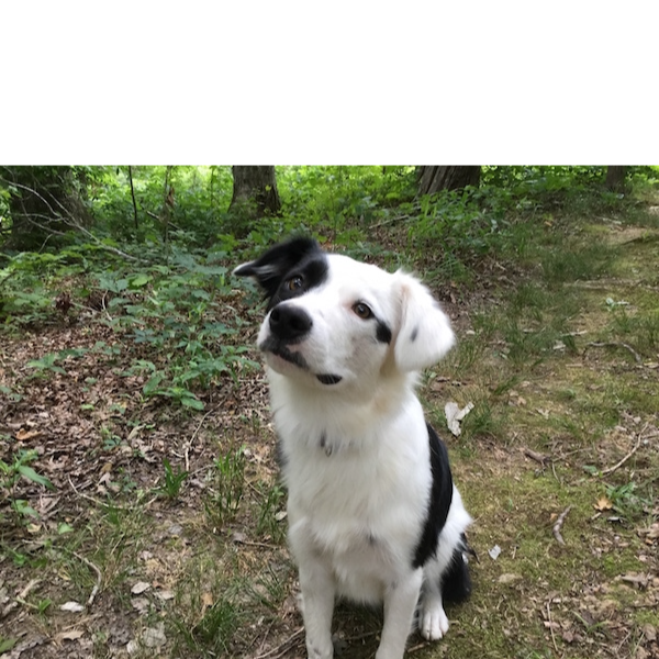 Maple photo 8