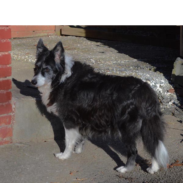 Molly photo 3