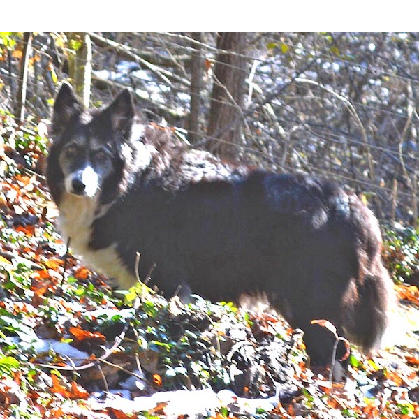 Molly photo 4