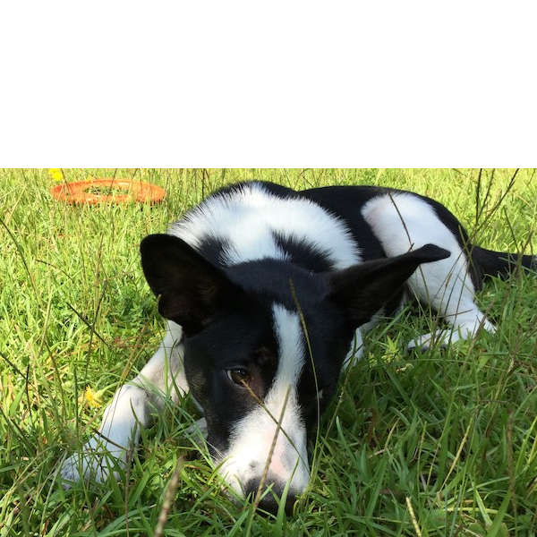Murphy photo 5