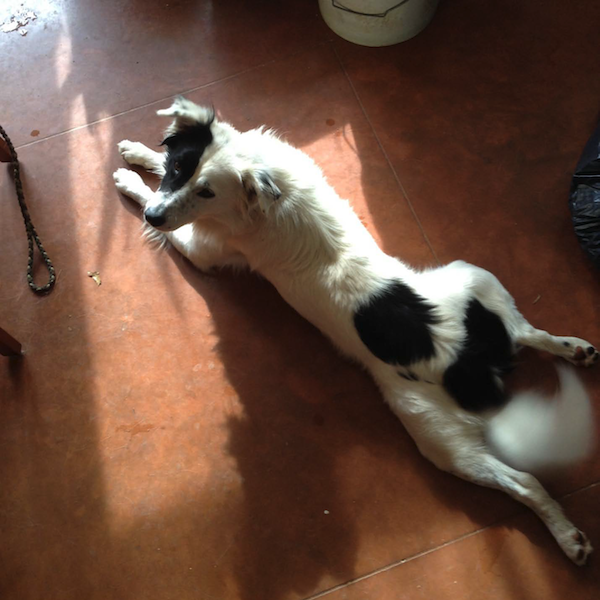Pepper p6