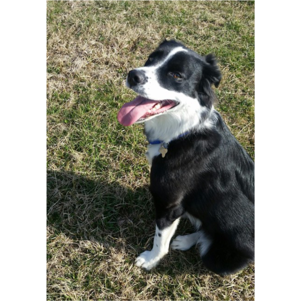 Piper photo 2