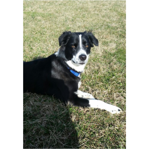 Piper photo 3