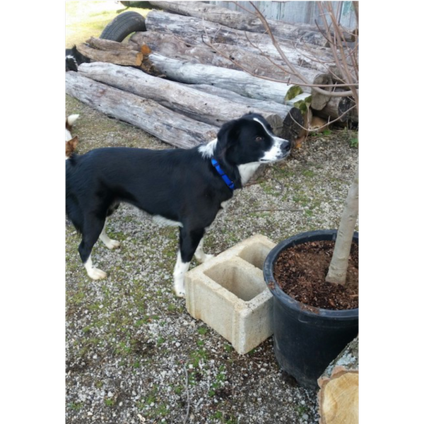 Piper photo 4