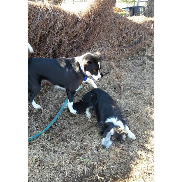 Piper photo 5