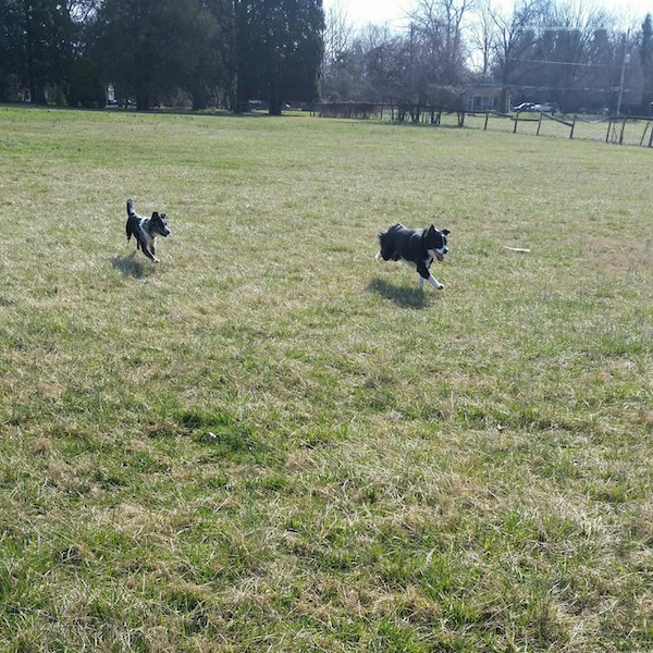 Piper photo 6