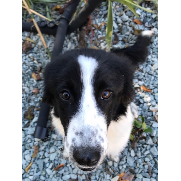 Pippin photo 2