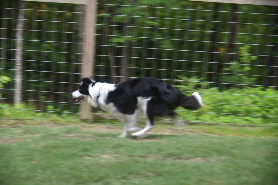 Tess running