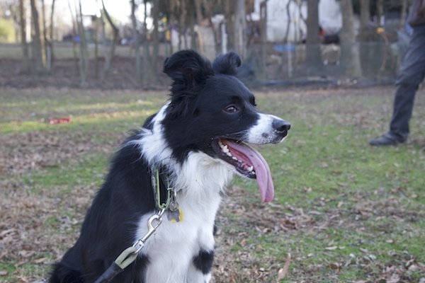 Rex photo 9