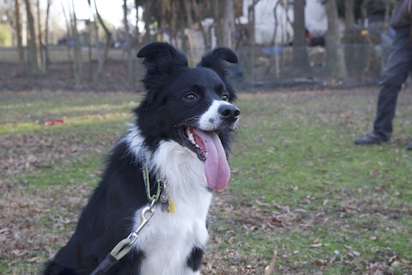 Rex photo 10