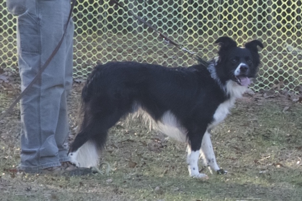 Rex photo 3