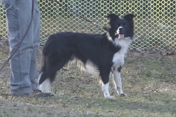Rex photo 4
