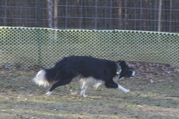 Rex photo 5