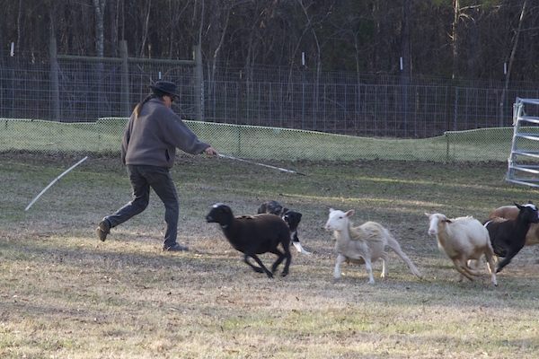 Rex photo 6