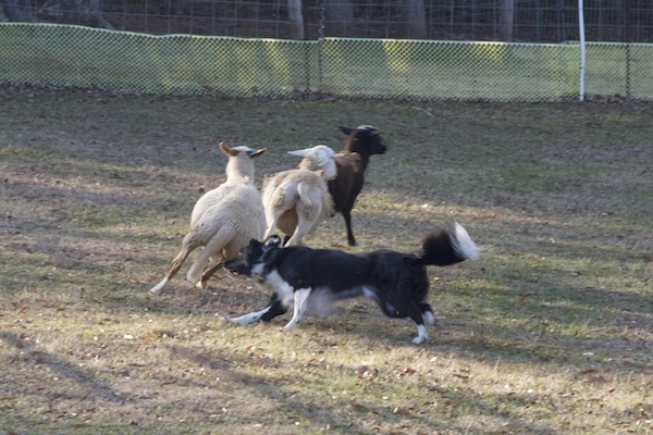 Rex photo 8