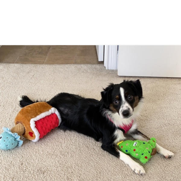 Rosie photo 2