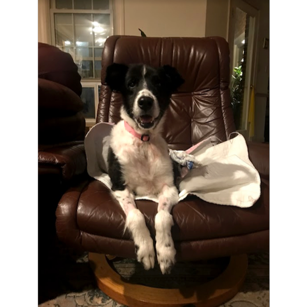 Rosie photo 2