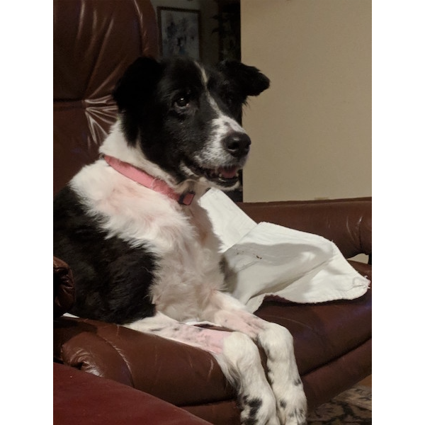 Rosie photo 3