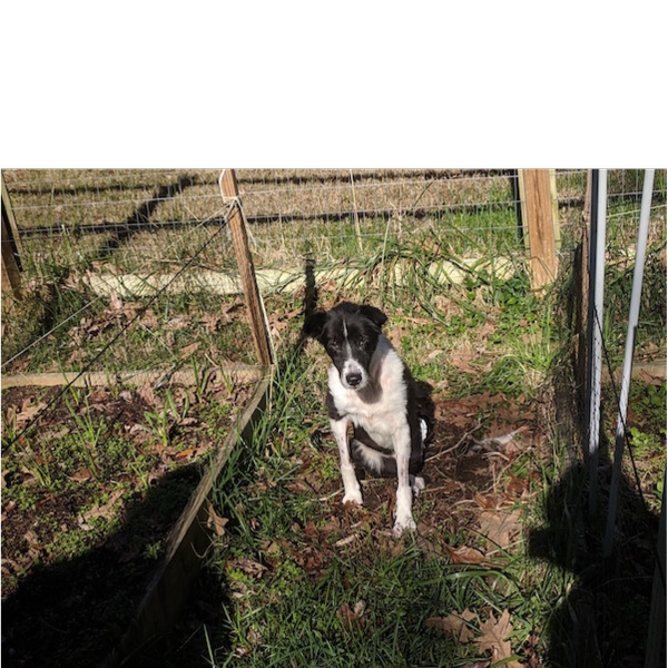 Rosie photo 5
