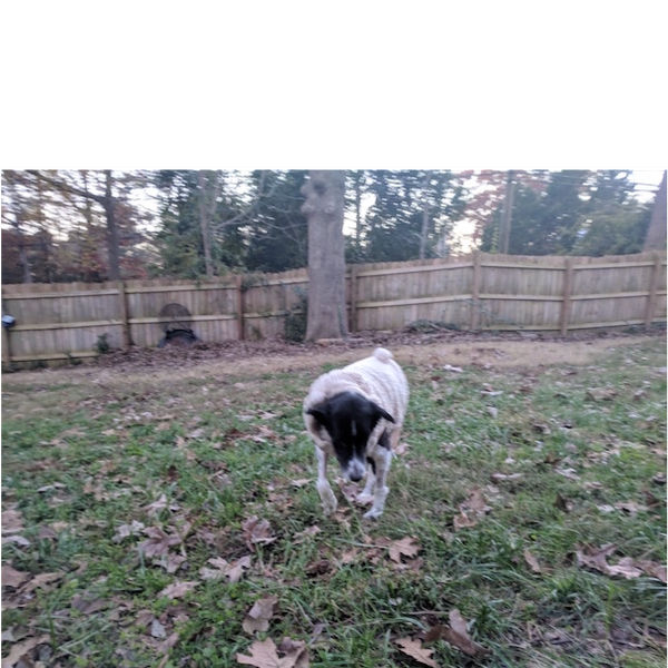 Rosie photo 6