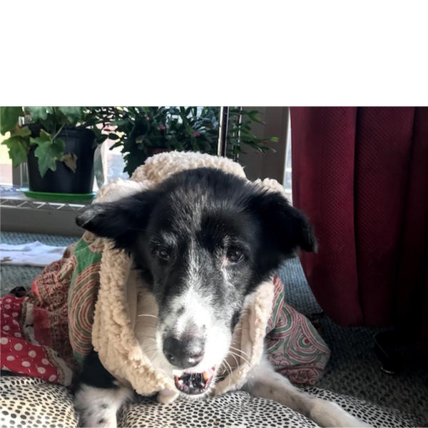Rosie photo 7