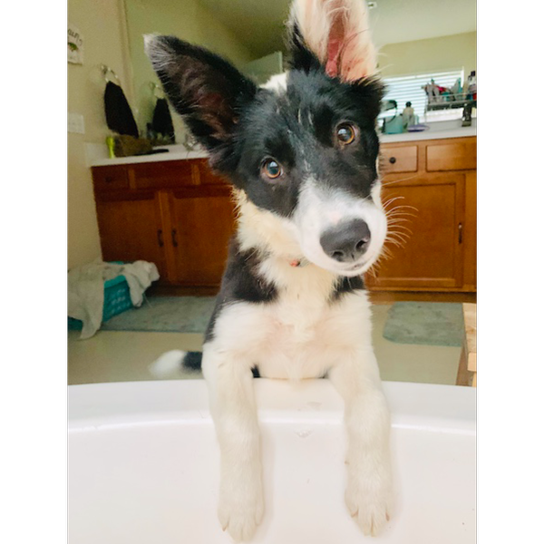 Sammie photo 2