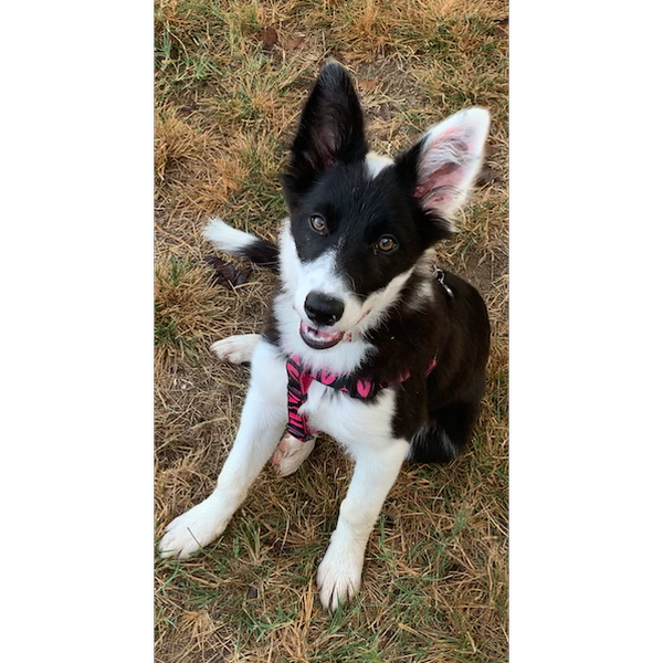Sammie photo 3