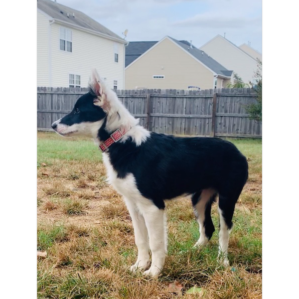 Sammie photo 4