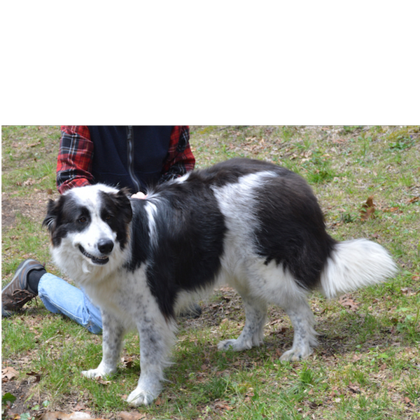 Sampson p2