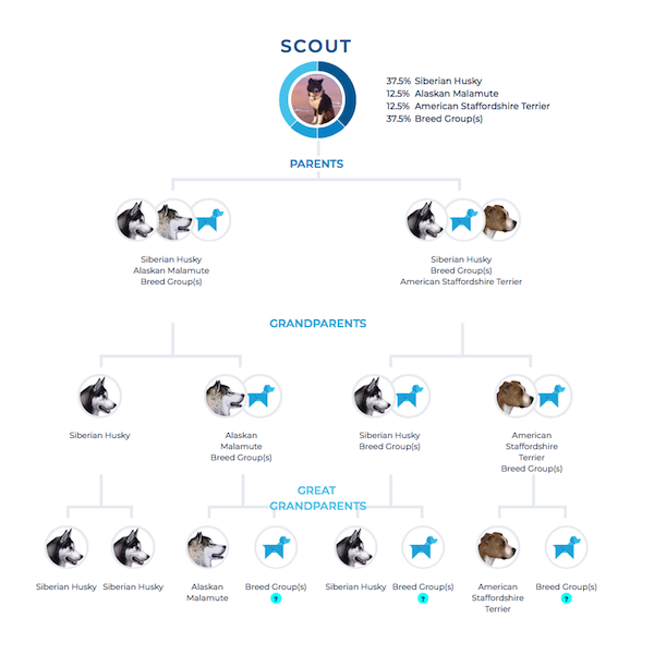 Scout Family Tree