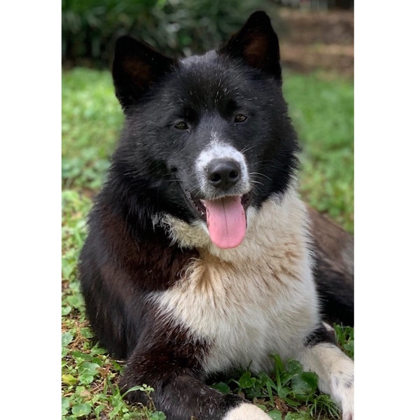 Scout photo 2