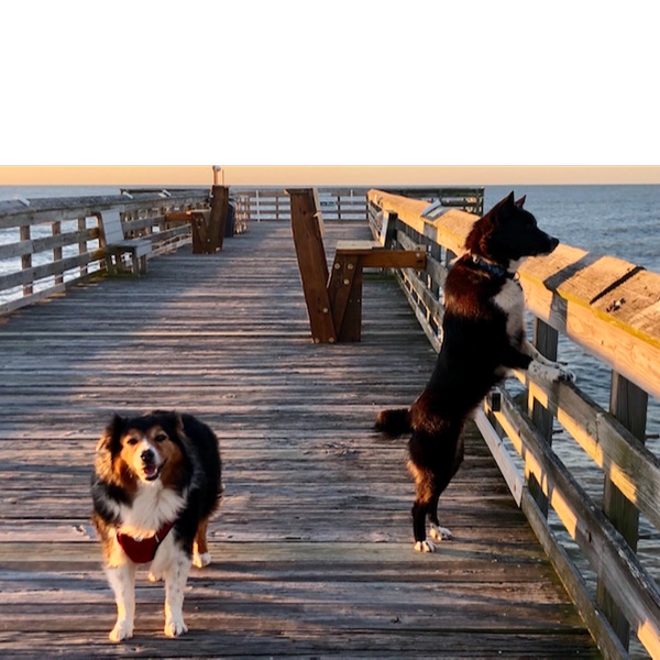 Scout photo 3