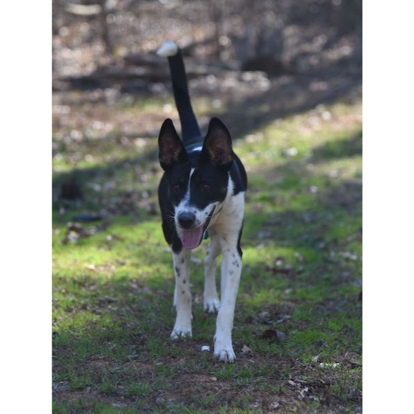 Shelby photo 2