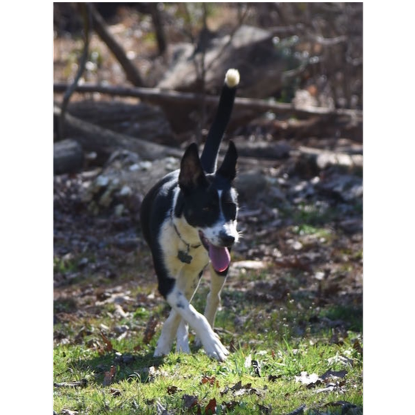 Shelby photo 3