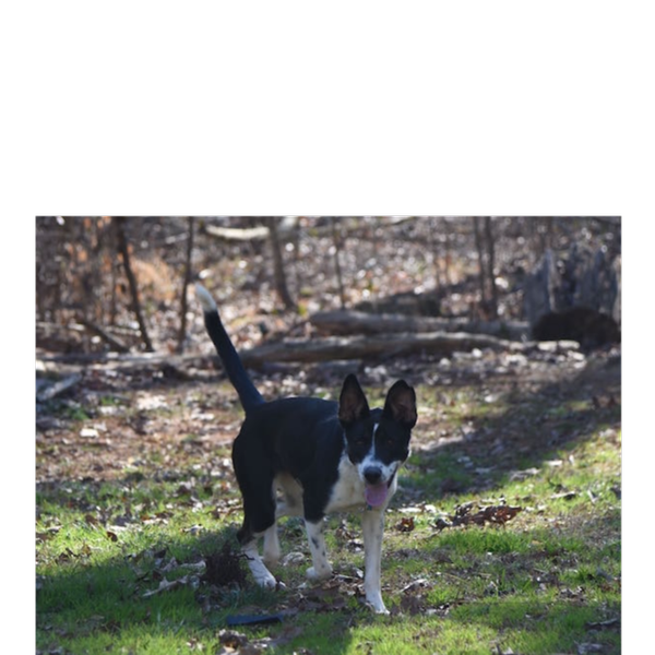 Shelby photo 4