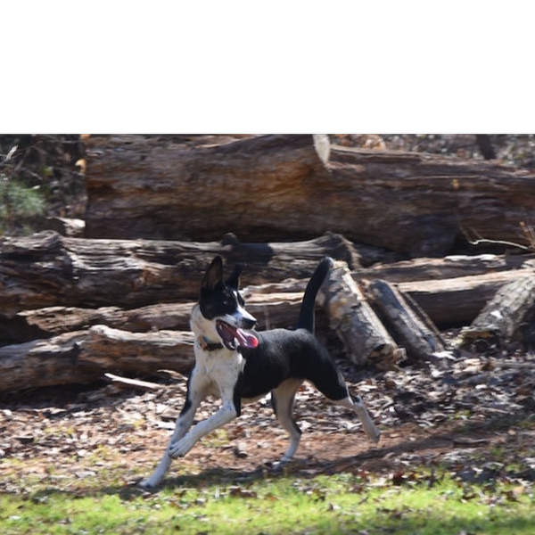 Shelby photo 5