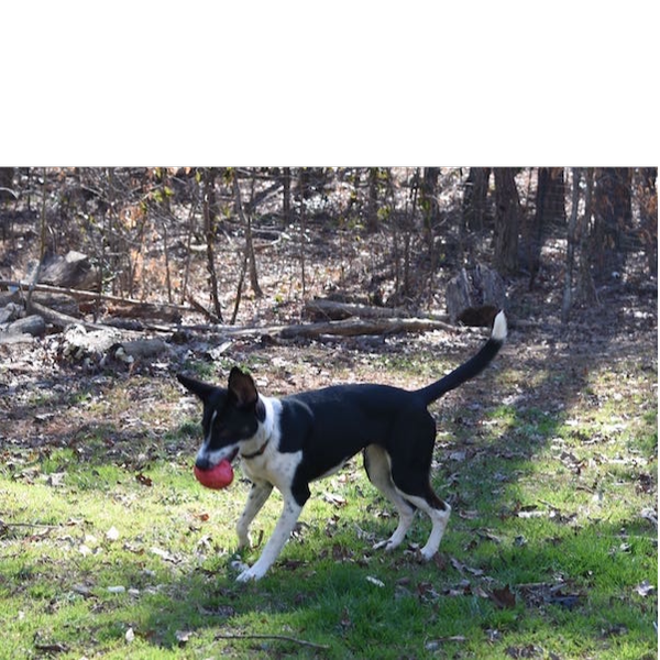 Shelby photo 6