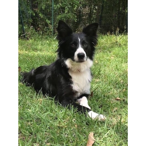 Skye photo 2