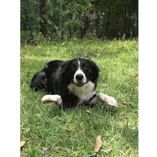 Skye photo 5