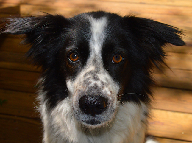 Stryker photo 2